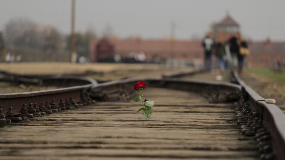 Rote Rose auf den Gleisen zum KZ Auschwitz Rote Rose auf den Gleisen zum KZ Auschwitz