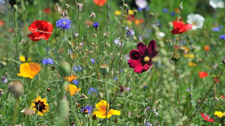 Wiese mit Wildblumen