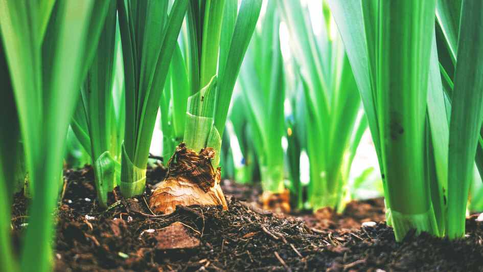 Symbolbild - Frühlingserwachen zu Ostern