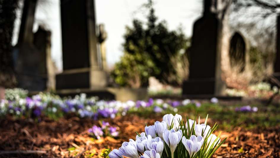 Krokusse blühen auf einem Friedhof