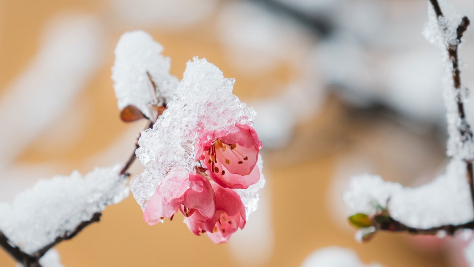 Symbolbild - Blume mit Schnee bedeckt