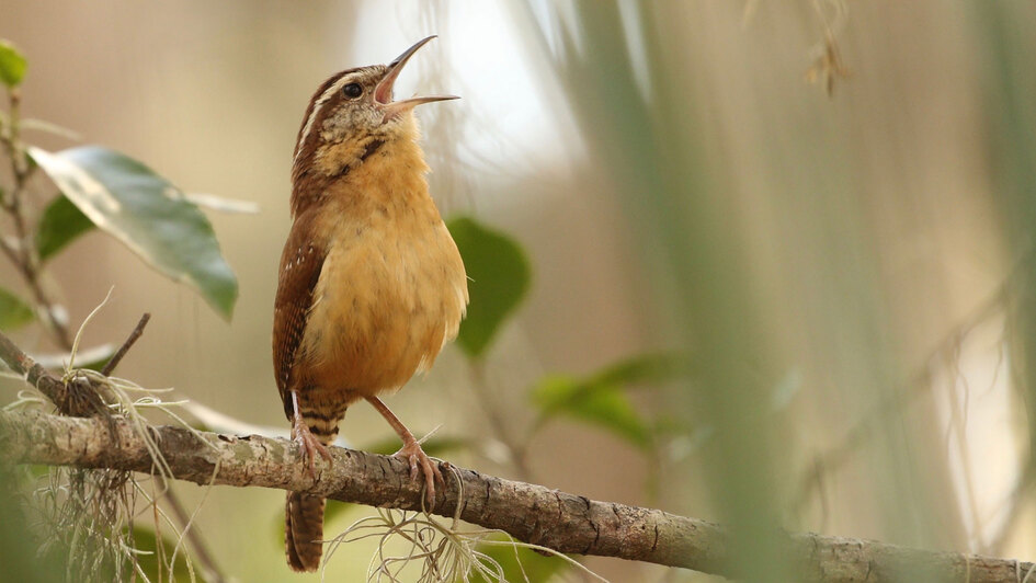 Singender Vogel Singender Vogel