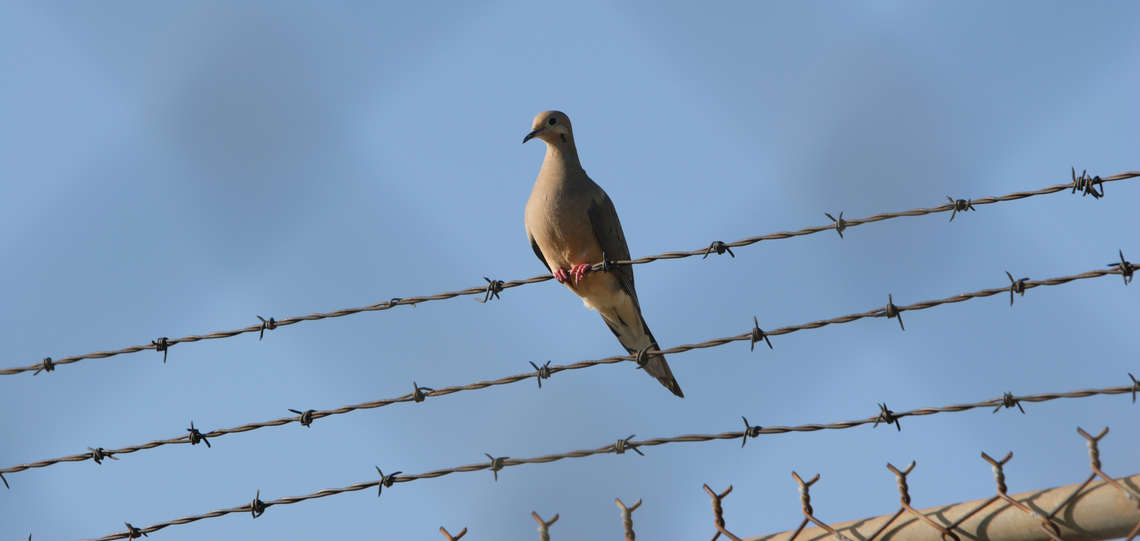 Eine Taube sitzt auf einem Zaun mit Stacheldraht.