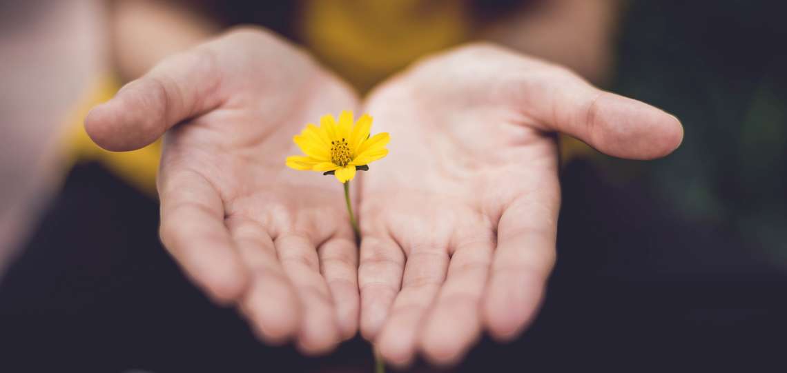 Frau hält eine Blume zwischen ihren Händen Frau hält eine Blume zwischen ihren Händen
