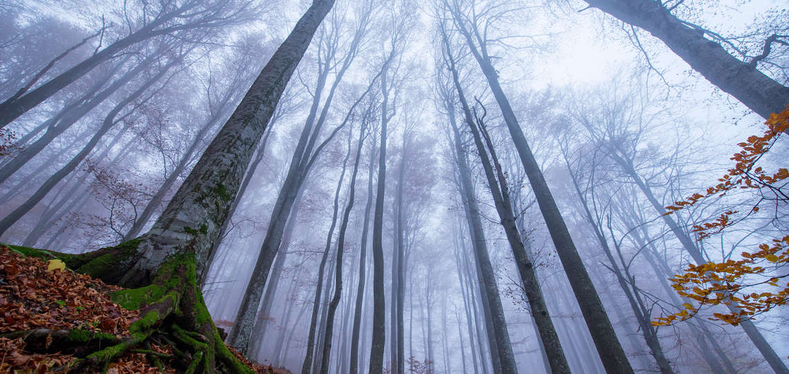 Kahle Bäume im Wald