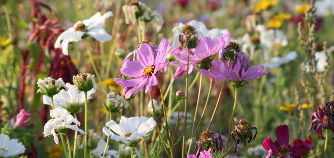 Bienenweide auf dem Friedhof in Rockenberg Bienenweide auf dem Friedhof in Rockenberg