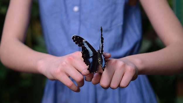 Mädchen hält einen Schmetterling auf der Hand