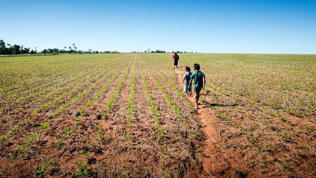 Soja-Feld in der Gemeinde Punta Porä in Paraguay