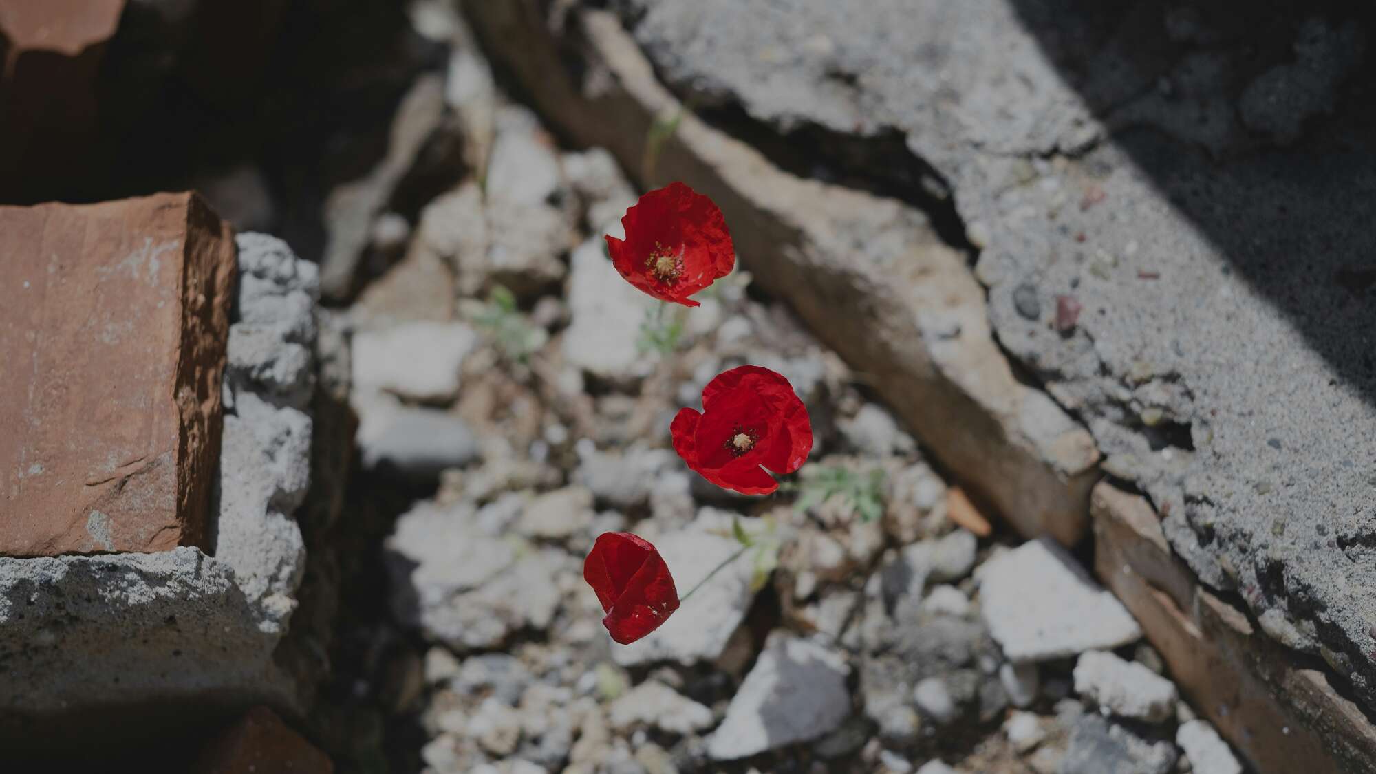 Blumen, die im irakischen Sindjar zwischen den Trümmern wachsen