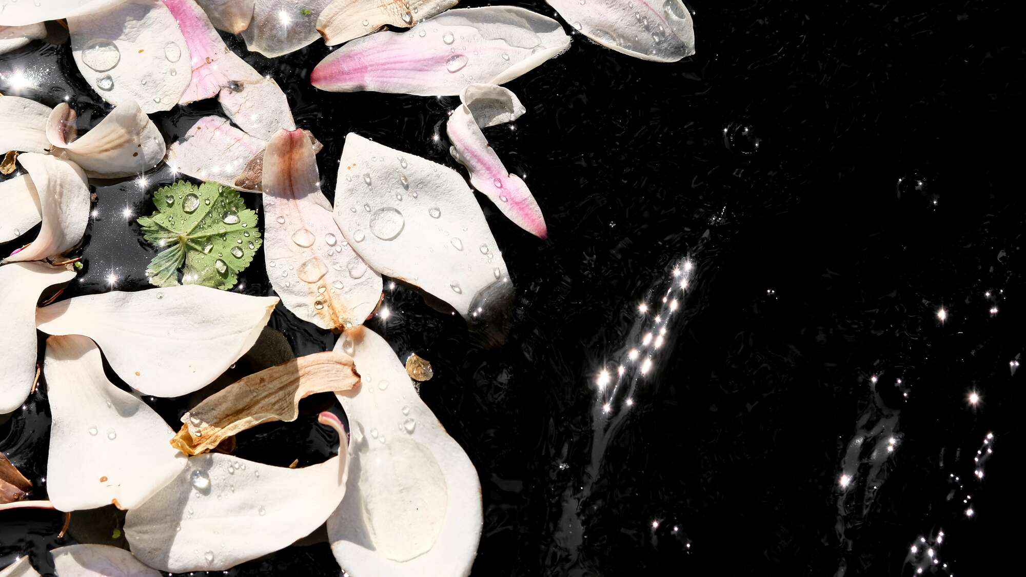Seerosenblätter schwimmen auf dem Wasser