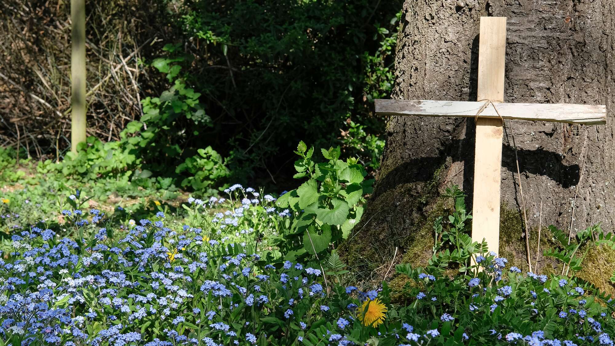 Ein schlichtes Holzkreuz zwischen blauen Blumen auf einem Waldfriedhof