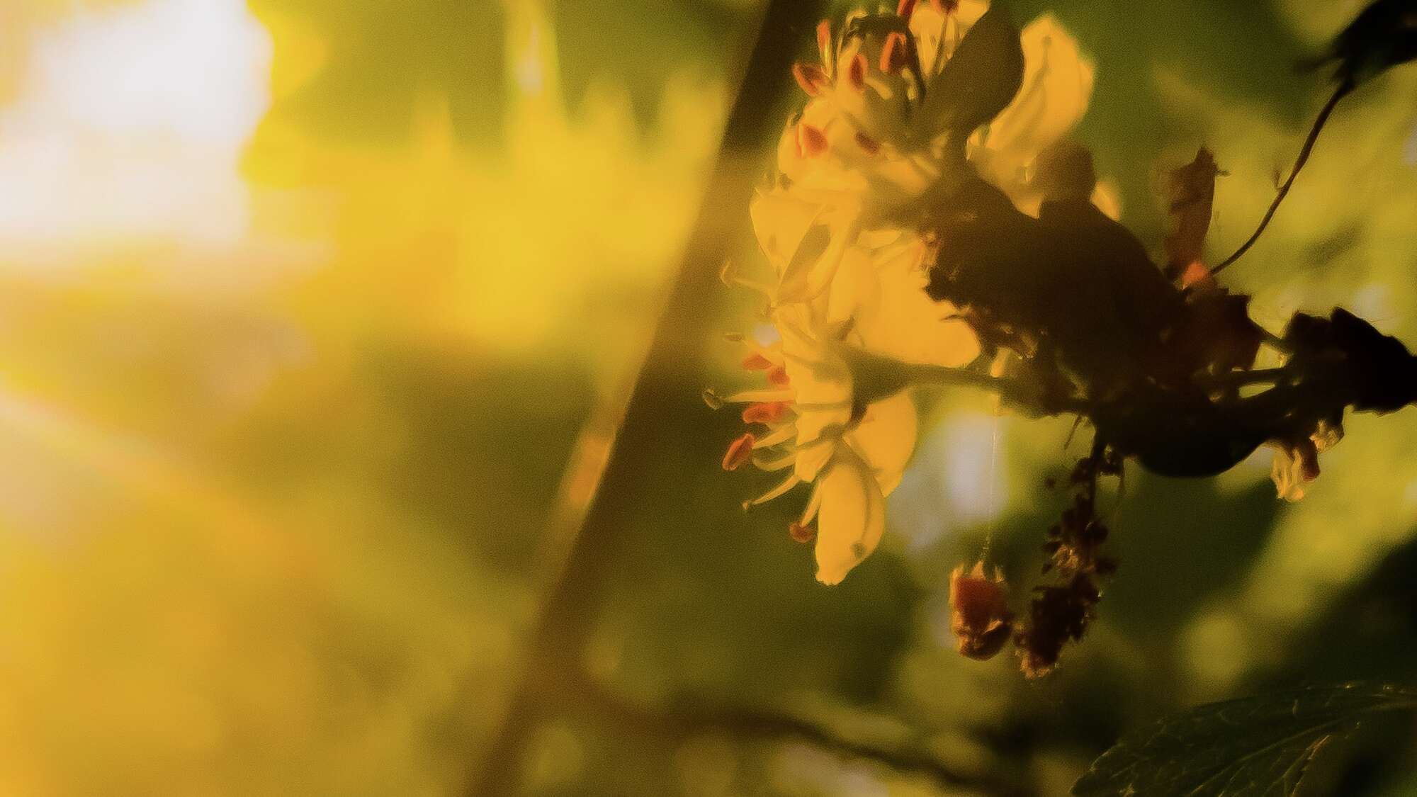 Blütenzweige im Gegenlicht