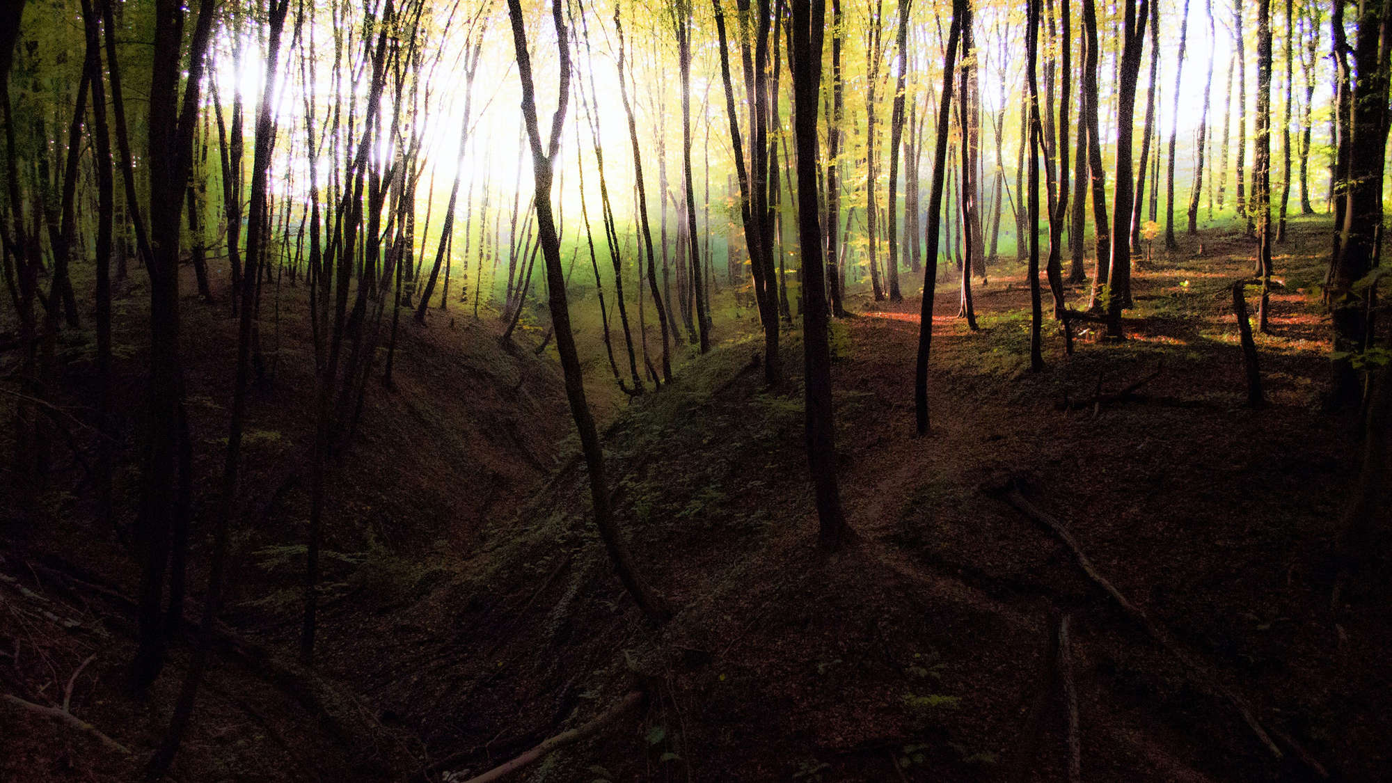 Wald mit Leuchten im Hintergrund